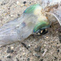 アオリイカちゃん