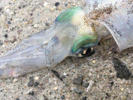 アオリイカちゃん