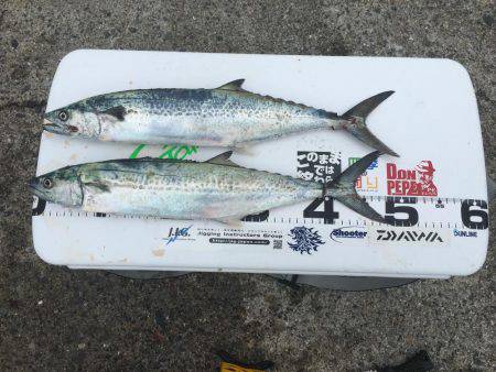 青物フィーバー