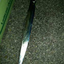 久しぶりタチウオ