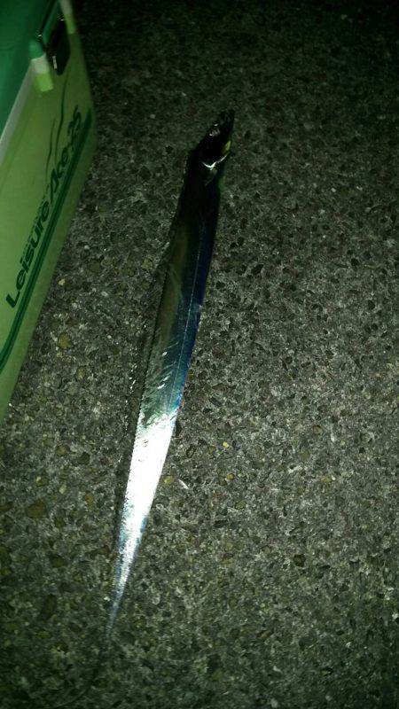 久しぶりタチウオ