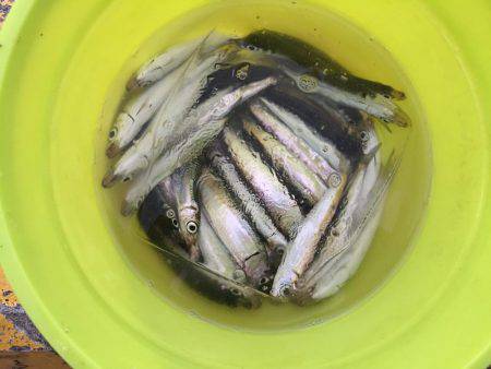 ウルメイワシ×10〜15センチ×30匹