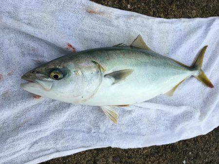 青物おったなぁ、、、