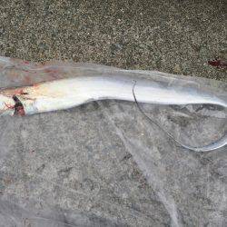 初ハマチ、初アコウ