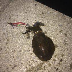 超！短時間エギング