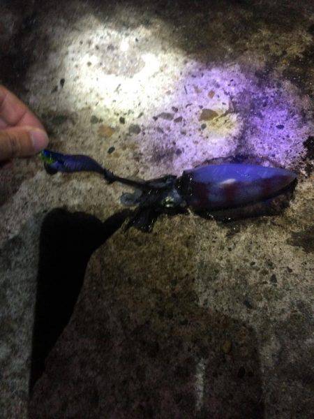 竹野新堤防でエギングその他