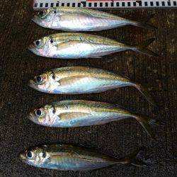 アジ釣り㊳