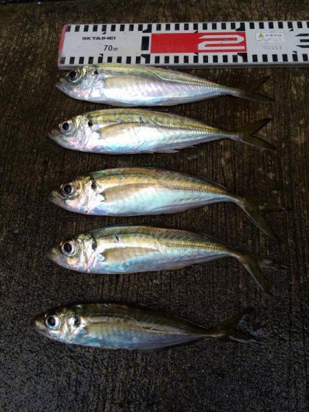 アジ釣り㊳