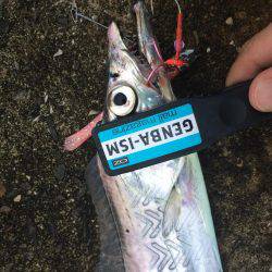 悪天候でもタチウオ