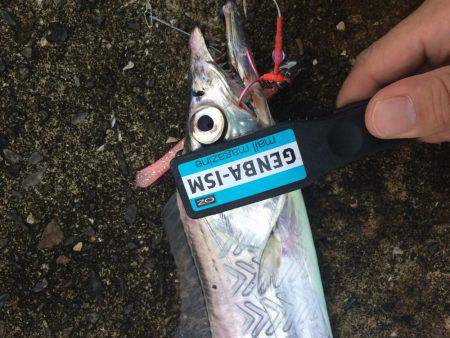 悪天候でもタチウオ