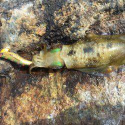 アオリイカ爆釣