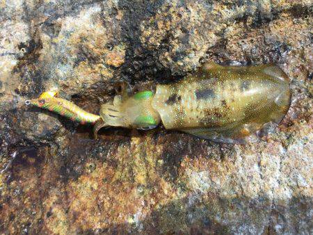 アオリイカ爆釣