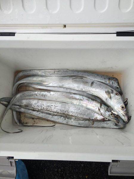 タチウオF4.5登場