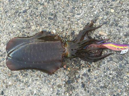 苦戦しましたが…