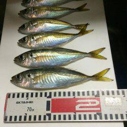 アジ釣り㊴