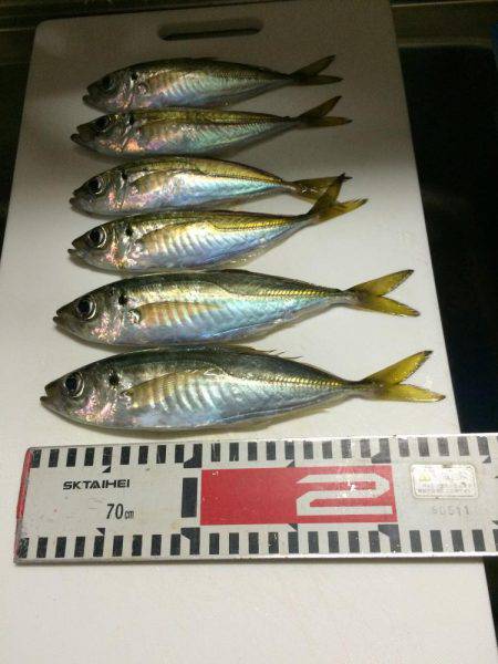 アジ釣り㊴