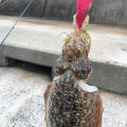 エギングは楽し