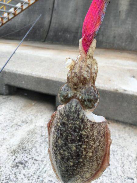 エギングは楽し