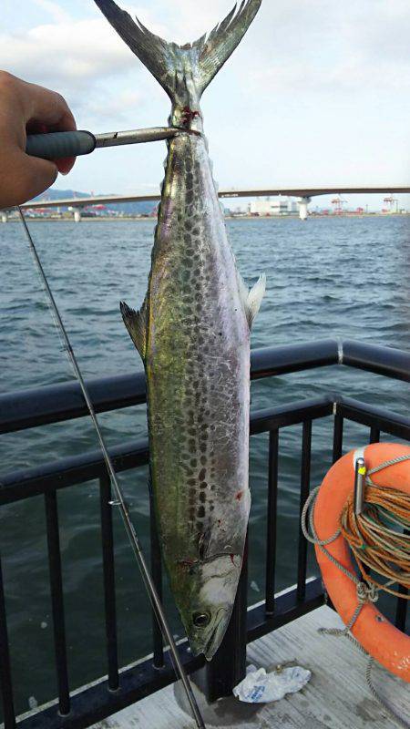 夕方に粘ってサゴシ