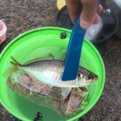 ポーアイ赤灯台でマアジとガシラ