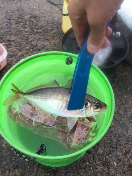 ポーアイ赤灯台でマアジとガシラ