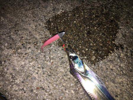 タチウオ復活in貝塚人工島