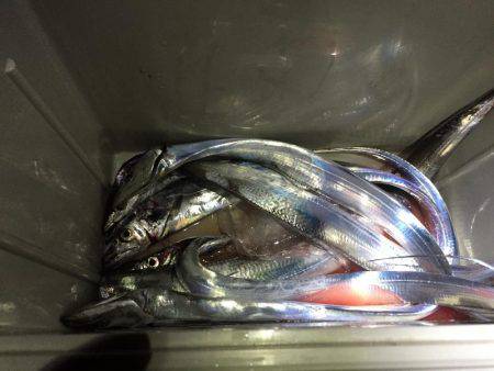 久々のタチウオ釣行！