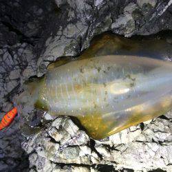 渋い渋い夕マヅメエギング