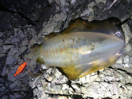 渋い渋い夕マヅメエギング