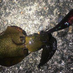 寄り道エギング