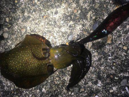 寄り道エギング