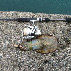 徐々に成長してます。