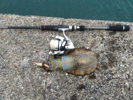 徐々に成長してます。