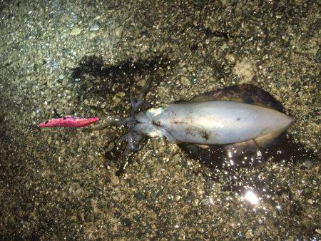 ナブラびっしり