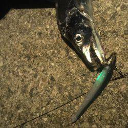 初ライトショアジギング‼️