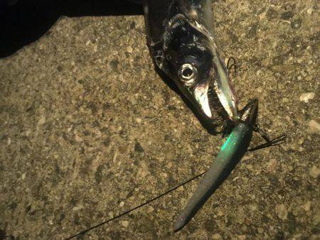 初ライトショアジギング‼️