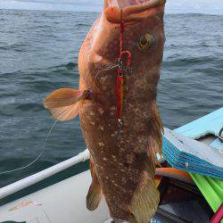 アコウ爆釣‼️