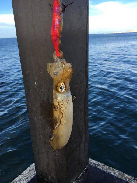 アオリとケンサキ