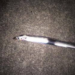 ショートバイトばかり↓