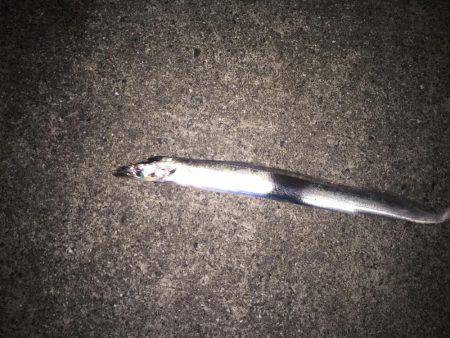 ショートバイトばかり↓