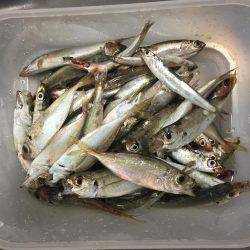 イカは台風でながされた