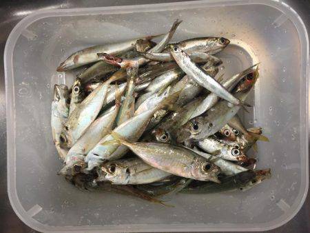 イカは台風でながされた