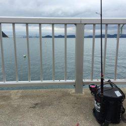 淡路島 アオリイカ釣行