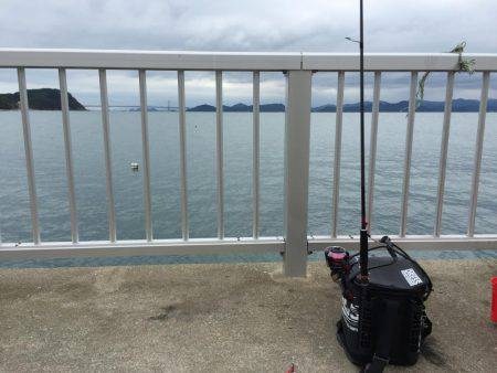 淡路島 アオリイカ釣行