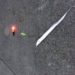 シイラのラストチャンス？