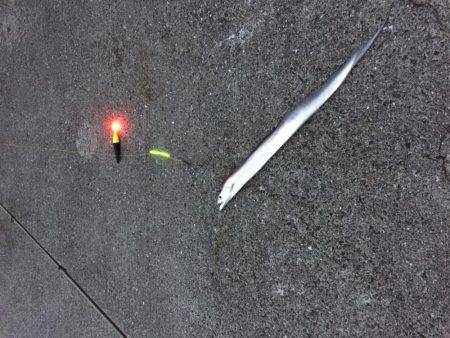 シイラのラストチャンス？