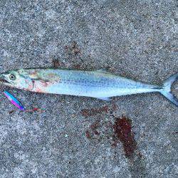 サゴシわいてます。