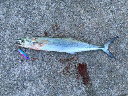 サゴシわいてます。