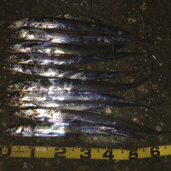 ワインドタチウオ調査