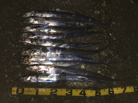 ワインドタチウオ調査